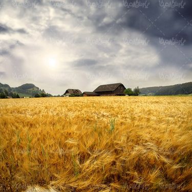 مزعه گندم