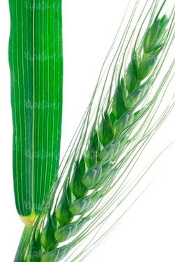 خوشه گندم