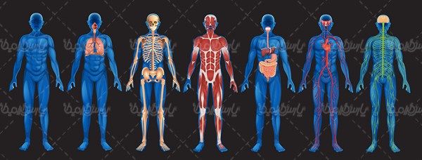 آناتومی بدن انسان
