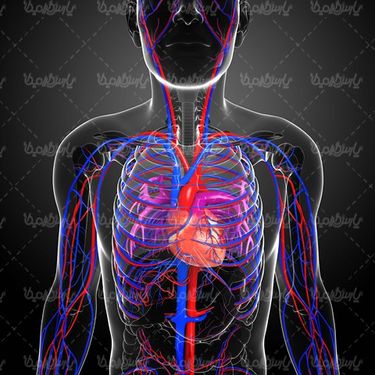 anatomy