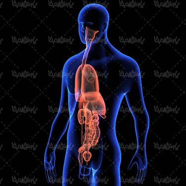 anatomy