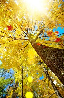 autumn