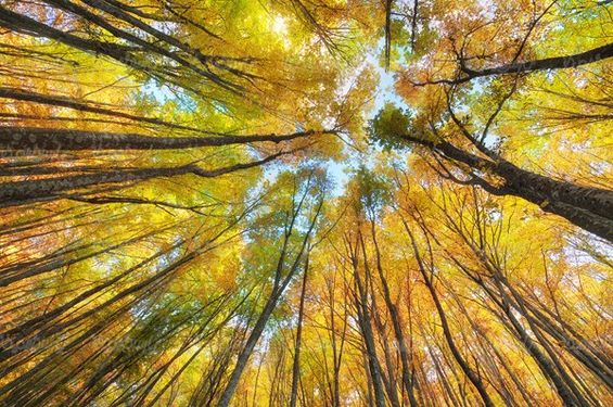 autumn