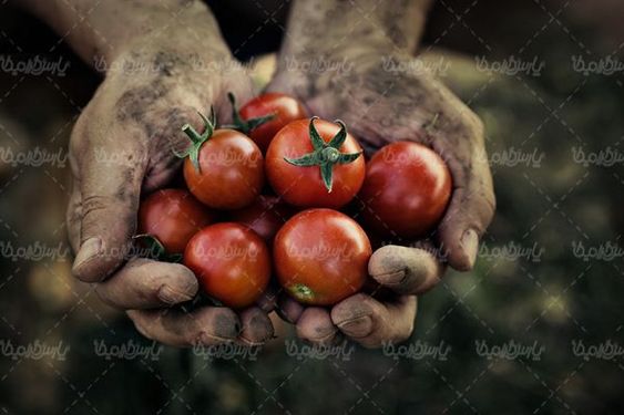 گوجه فرنگی