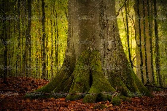 Huge tree
