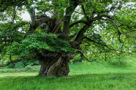 Huge tree