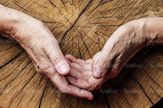 تنه درخت قطع شده