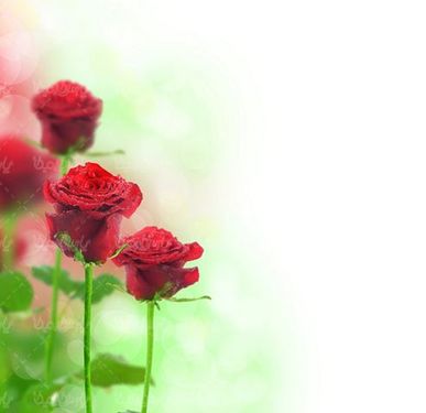 شاخه گل