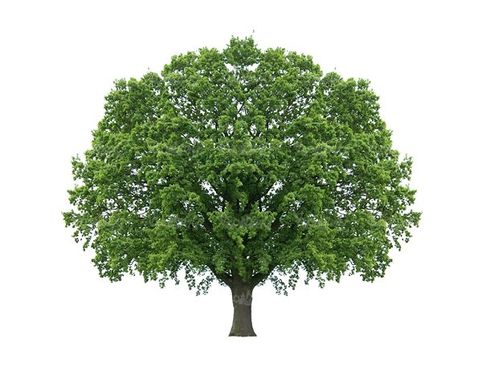 روز درختکاری