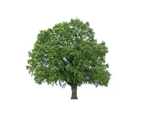 روز درختکاری