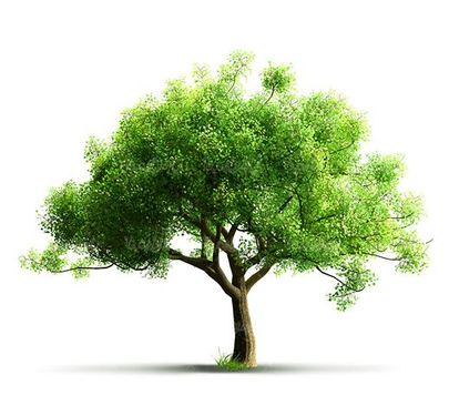 روز درختکاری