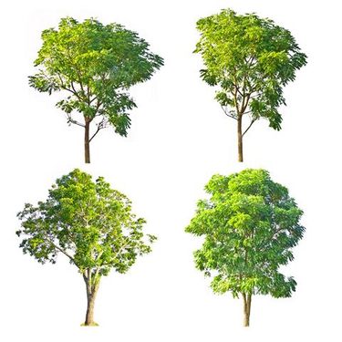 روز درخت کاری