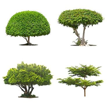 روز درخت کاری