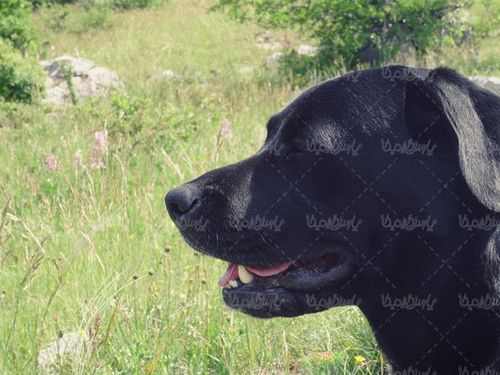 سگ