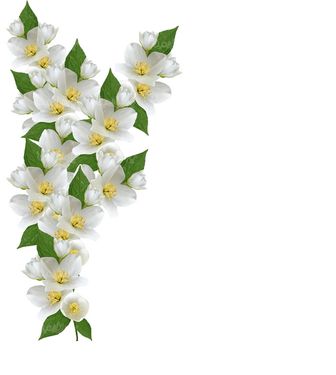 حاشیه گل طبیعی