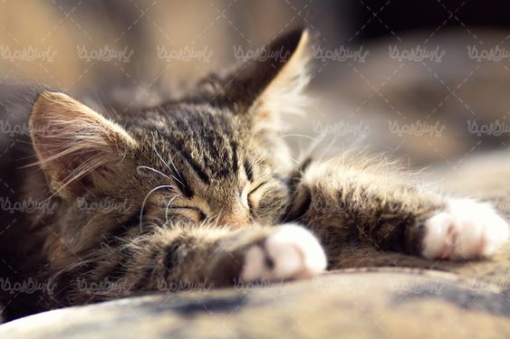 عکس با کیفیت گربه