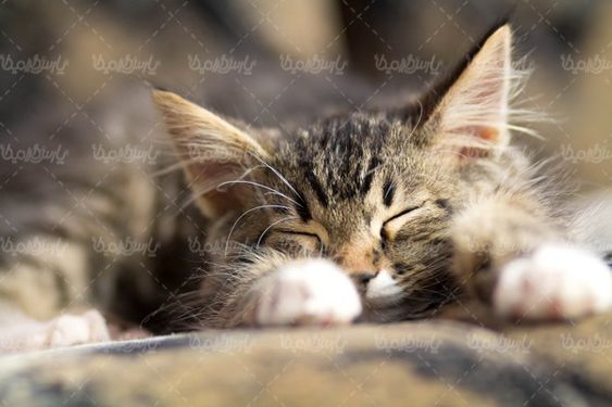 عکس با کیفیت گربه
