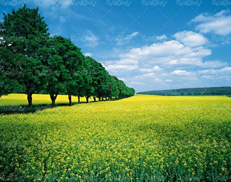 طبیعت بهاری