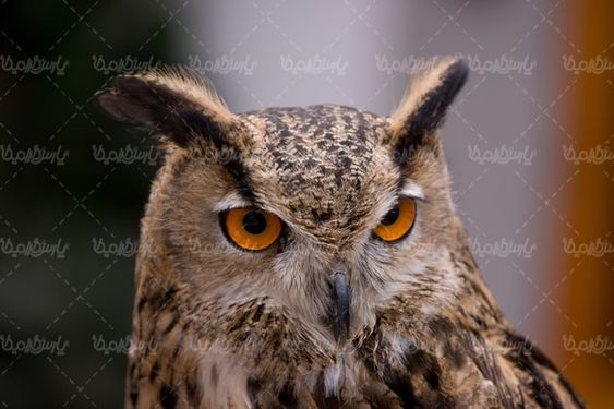 جغد