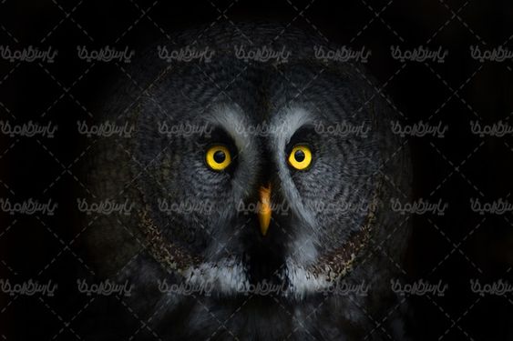 پرنده
