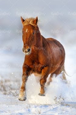 wild Horse