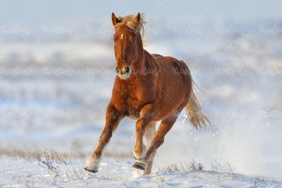 wild Horse
