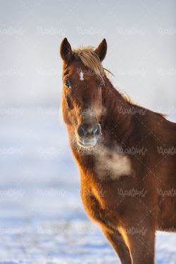 wild Horse