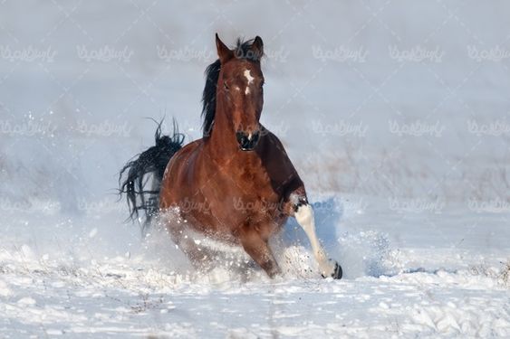 wild Horse