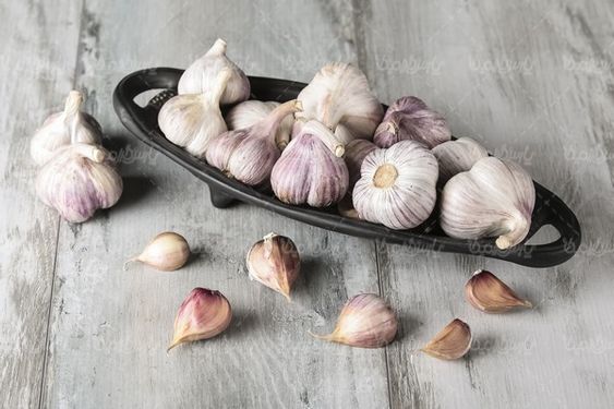 Garlic