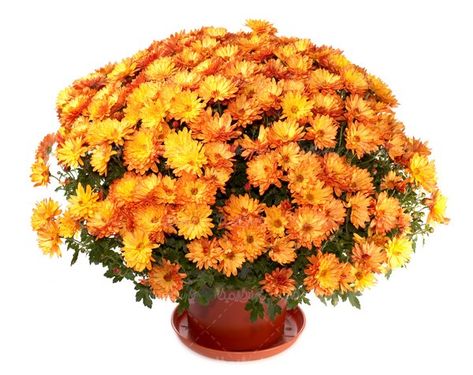florist