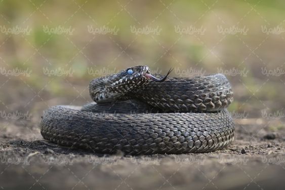 Snake