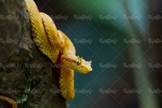 Snake