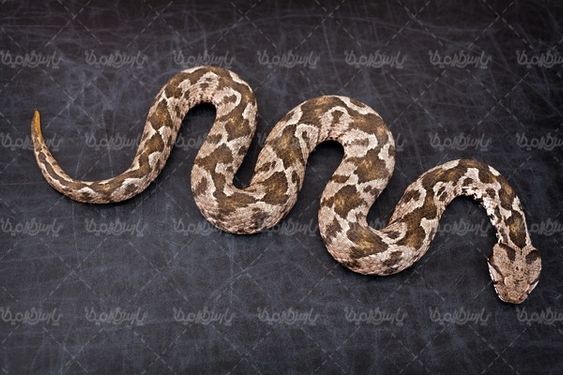 Snake
