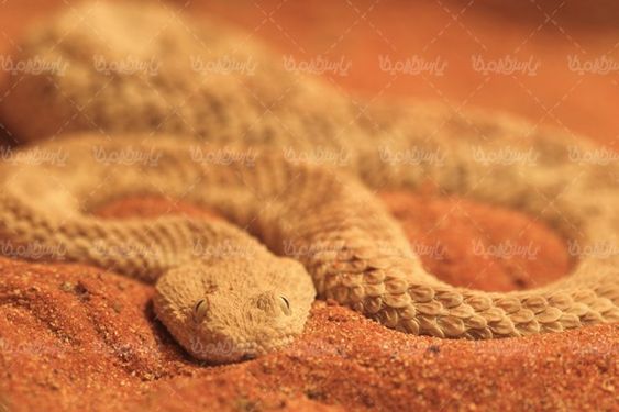 Snake