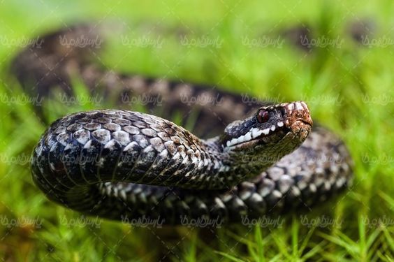 Snake