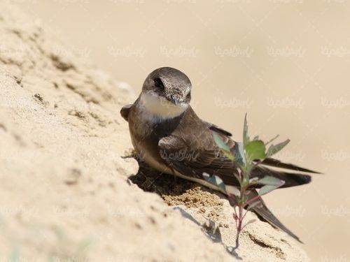 پرنده