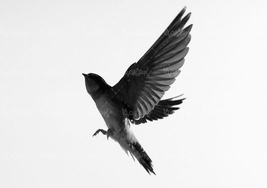 پرنده