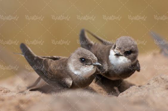 پرنده