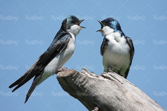 پرنده