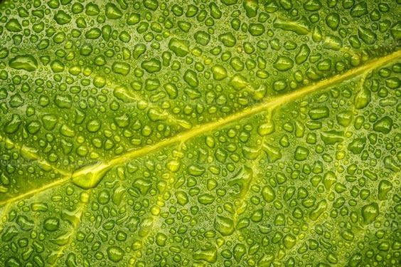 Leaves background