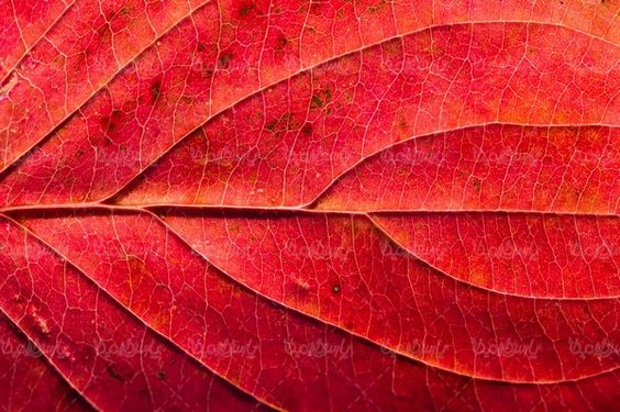 Leaves background