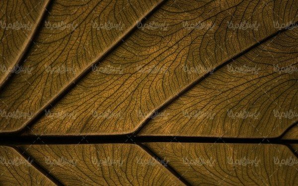 Leaves background