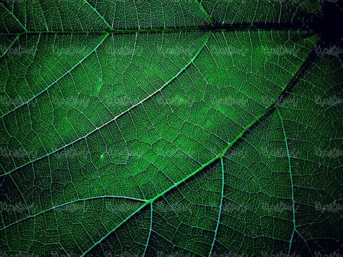 Leaves background