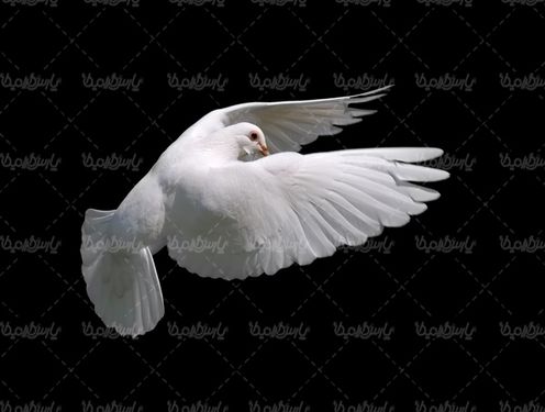 White Pigeon