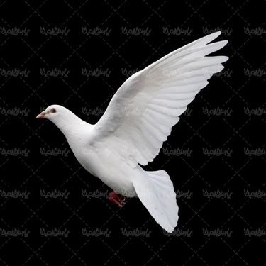 White Pigeon