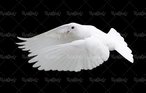 White Pigeon