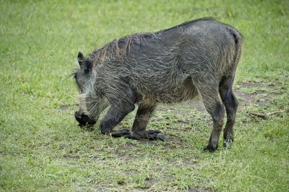 Hog