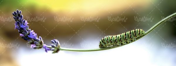Silkworm