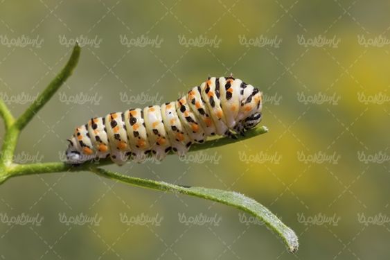 Silkworm