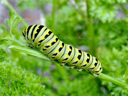 Silkworm